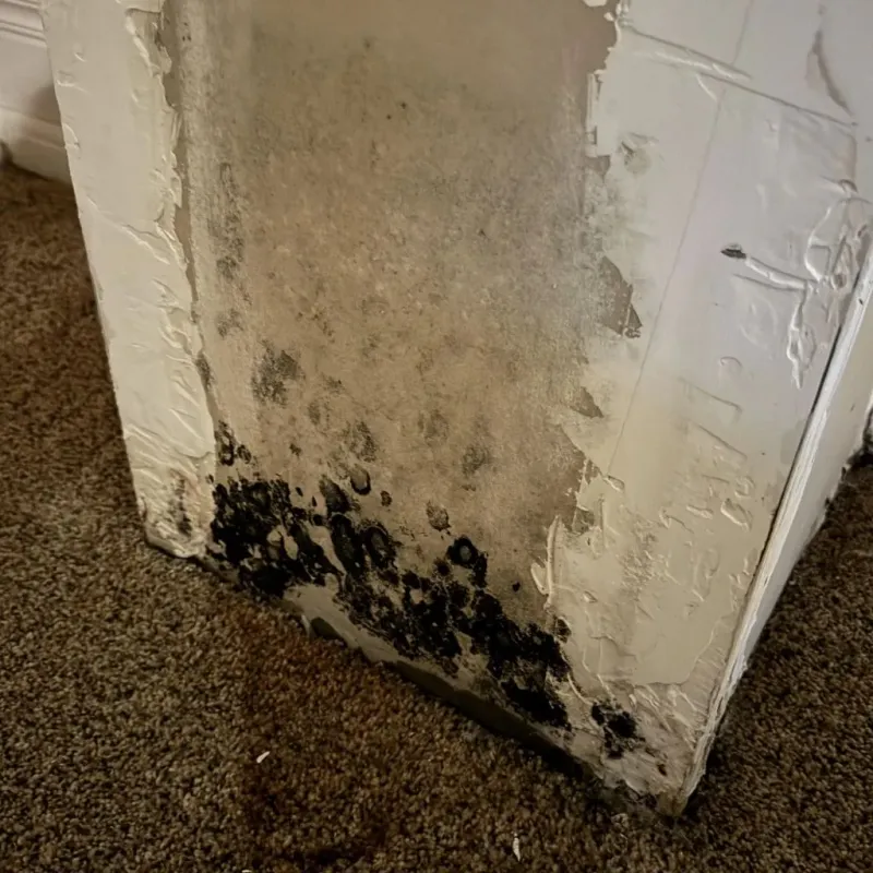 Professional Mold Removal in Belton, MO